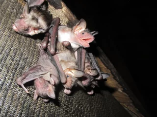 Myotis myotis
