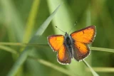 Lycaena hippothoe