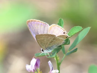 Liste rouge papillons de jour & Zygènes 
