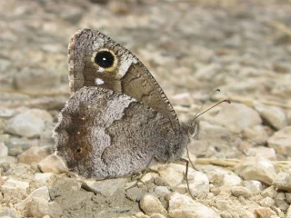 Hipparchia statilinus