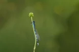 Coenagrion ornatum