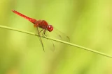 Crocothemis erythraea