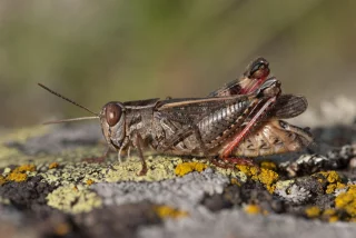 Liste rouge  orthoptères