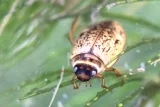 Coléoptères aquatiques