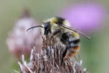 Bombus sylvarum