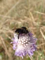 Bombus psithyrus