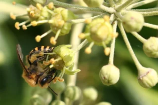 Colletes hederae