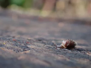 Liste rouge Mollusques