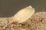 Anodonta cygnea