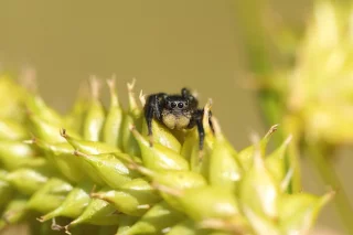 Liste rouge Araignées