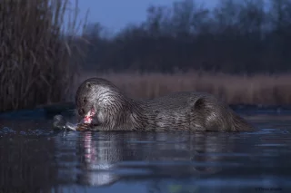 Lutra lutra