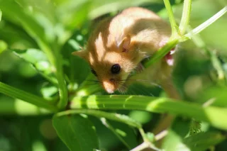 Muscardinus avellanarius