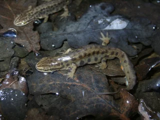 Lissotriton vulgaris