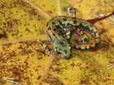 Triturus marmoratus