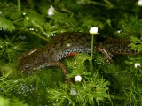Ichthyosaura alpestris