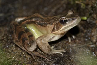 Rana dalmatina