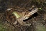 Rana dalmatina