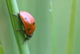 Coccinella septempunctata