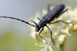 Liste rouge coléoptères saproxyliques