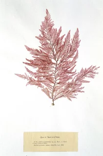 Restauration d’herbiers