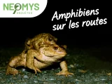 Enquête "Amphibiens sur les routes"