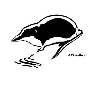 Nos feuilles de Neomys