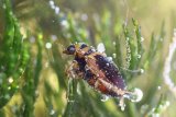Les coléoptères aquatiques