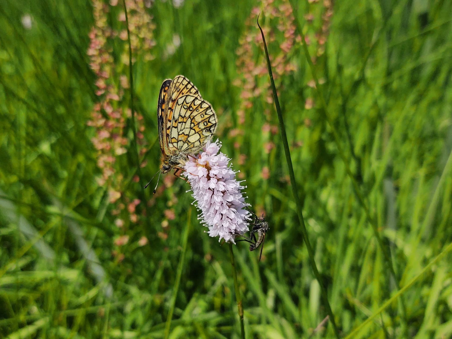 Boloria eunomia
