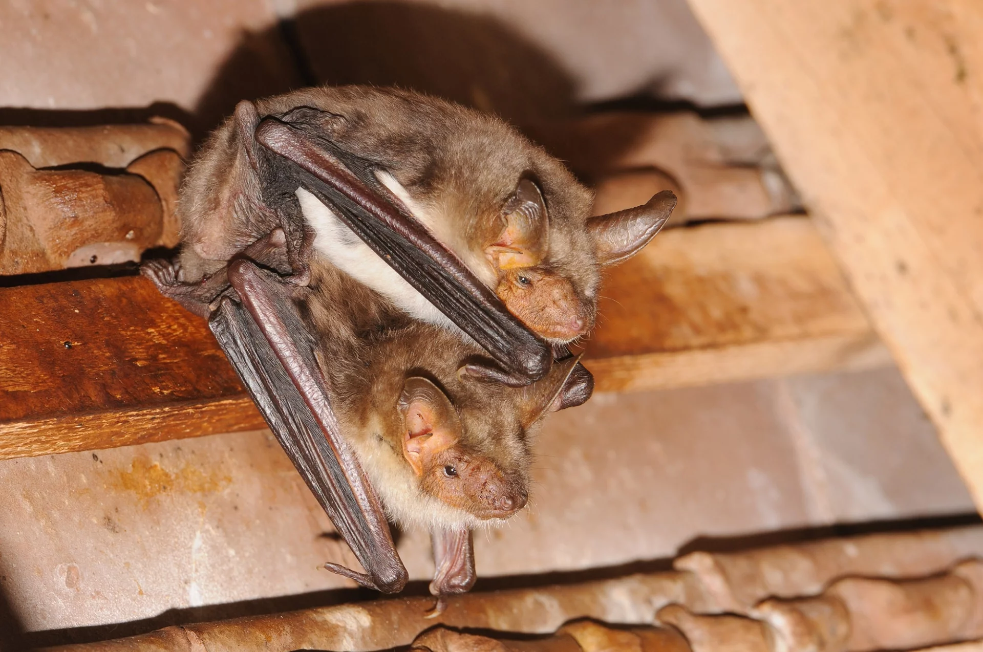 Myotis myotis