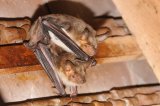 Myotis myotis