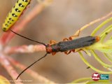 Des coléoptères au service des ZNIEFF