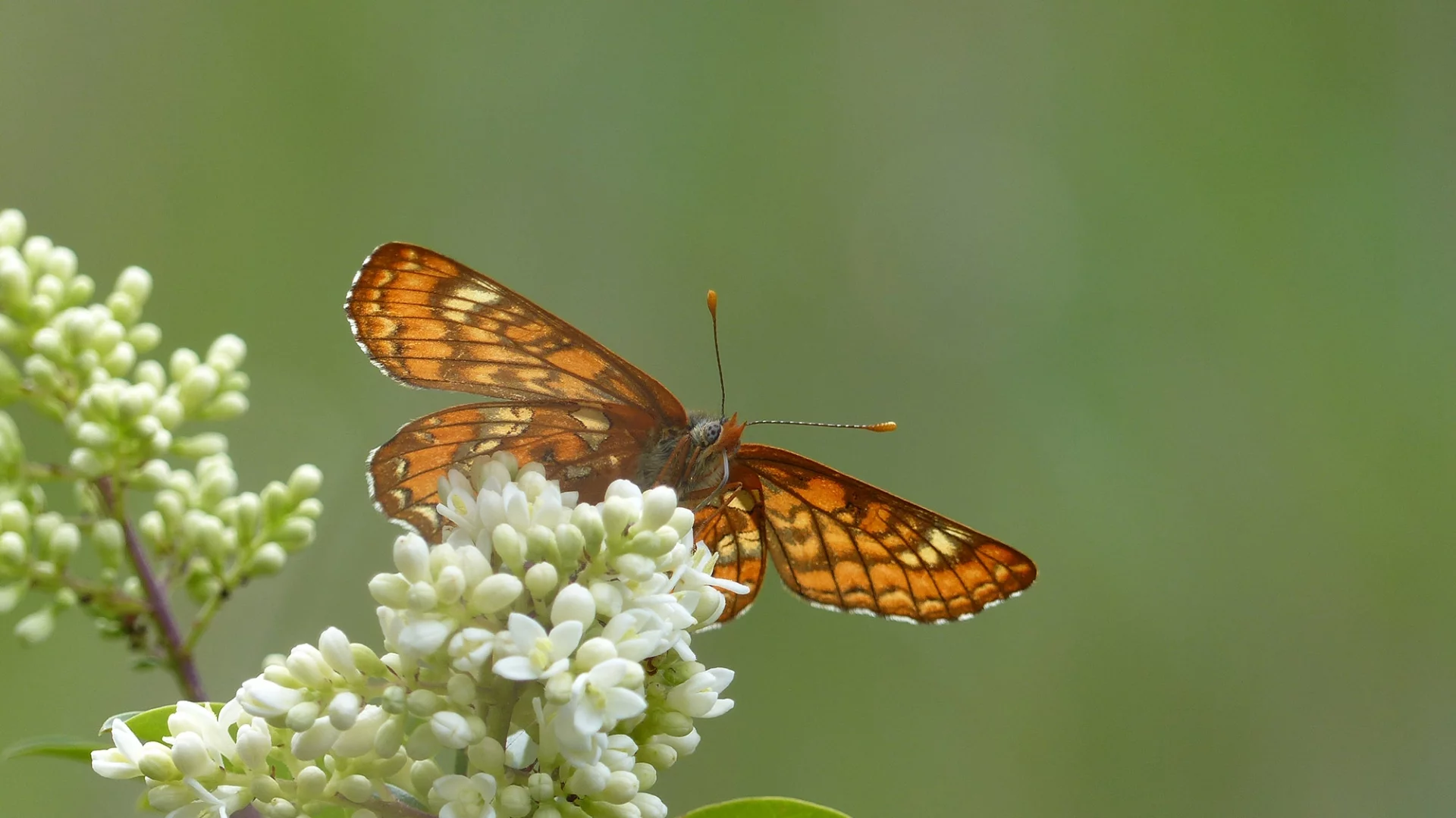 Euphydryas maturna