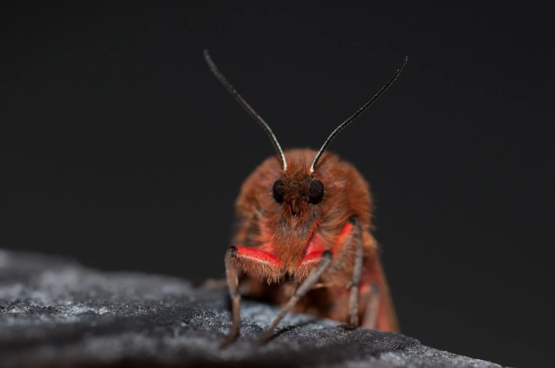 Phragmatobia fuliginosa