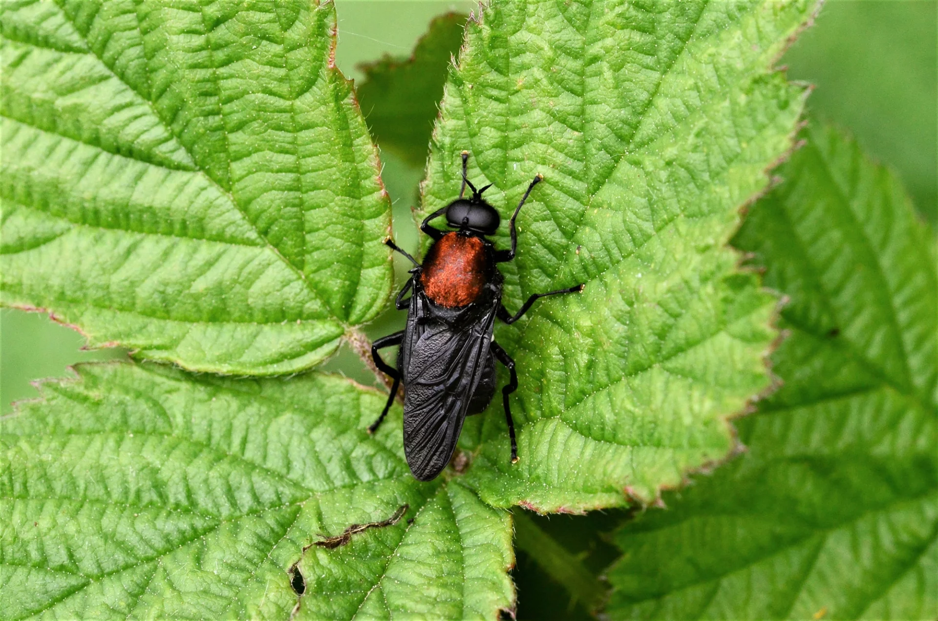 Clitellaria ephippium