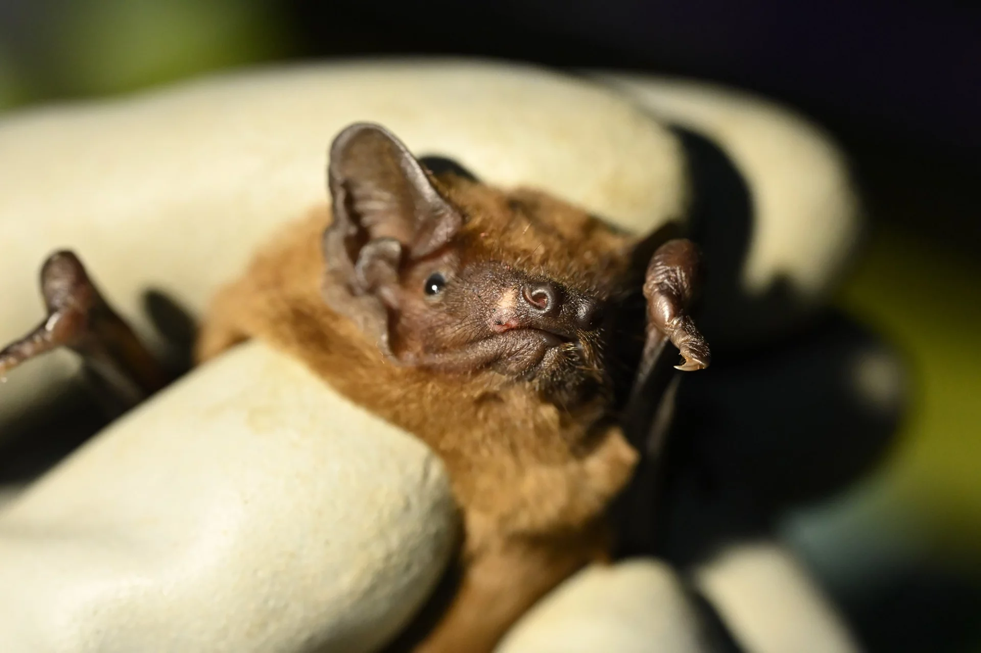Nyctalus lasiopterus