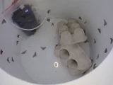 Piège vu de l'intérieur