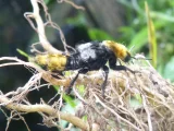 Emus hirtus