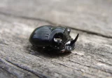 Copris lunaris