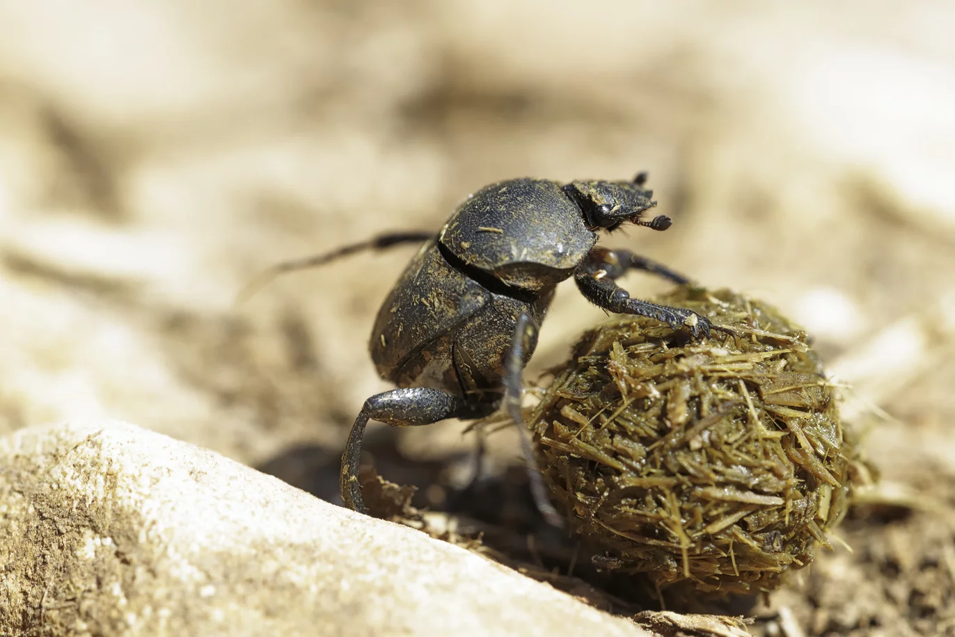 Sisyohus schaefferi