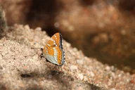 Limenitis populi 