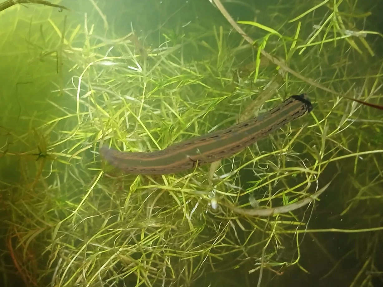 Hirudo medicinalis