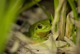 Hyla Arborea