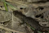 Triturus cristatus