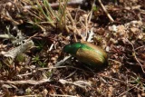 Anomala dubia