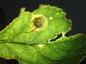 Stigmella plagicolella 