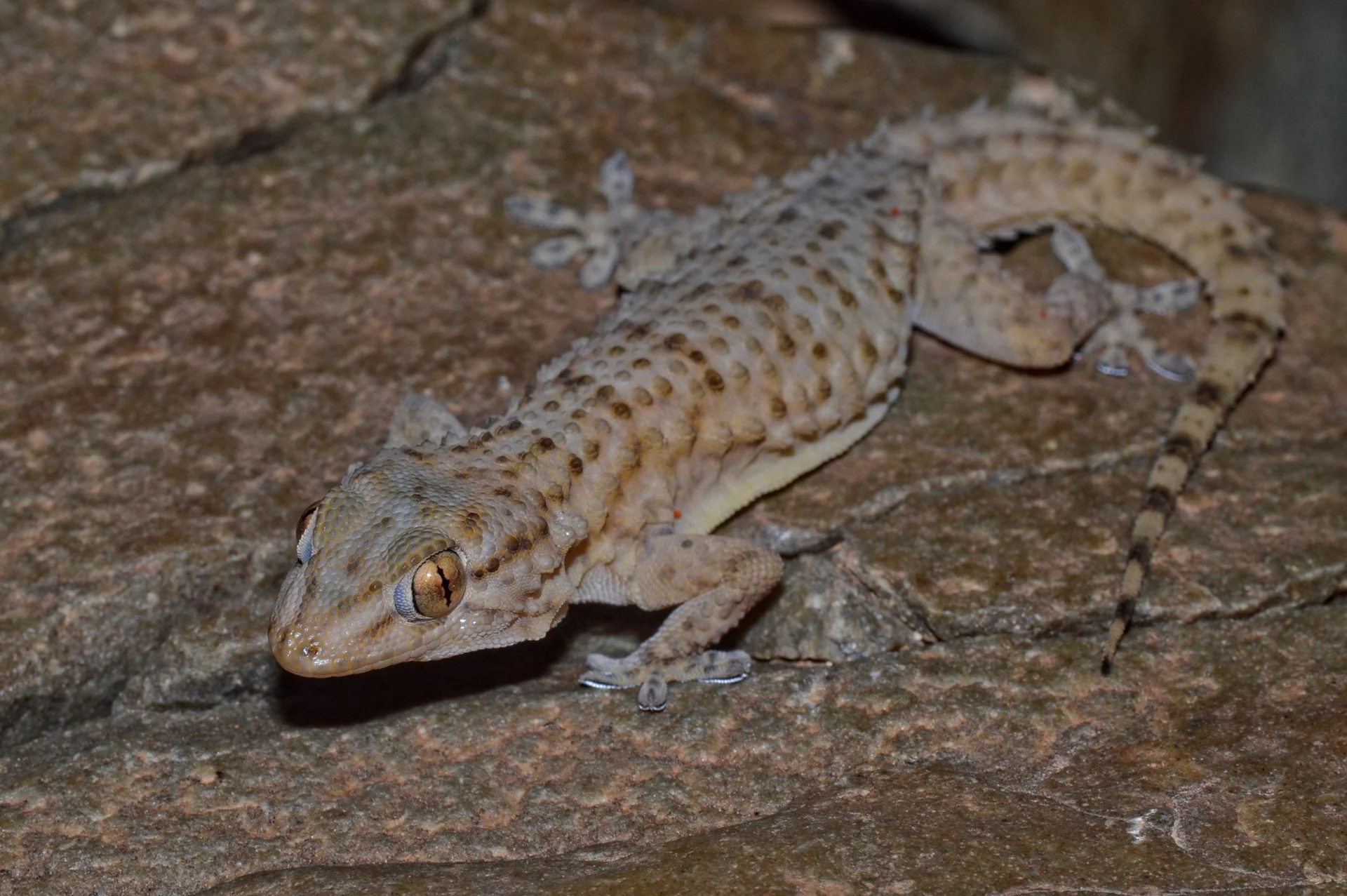 Tarentola mauritanica