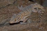 Tarentola mauritanica
