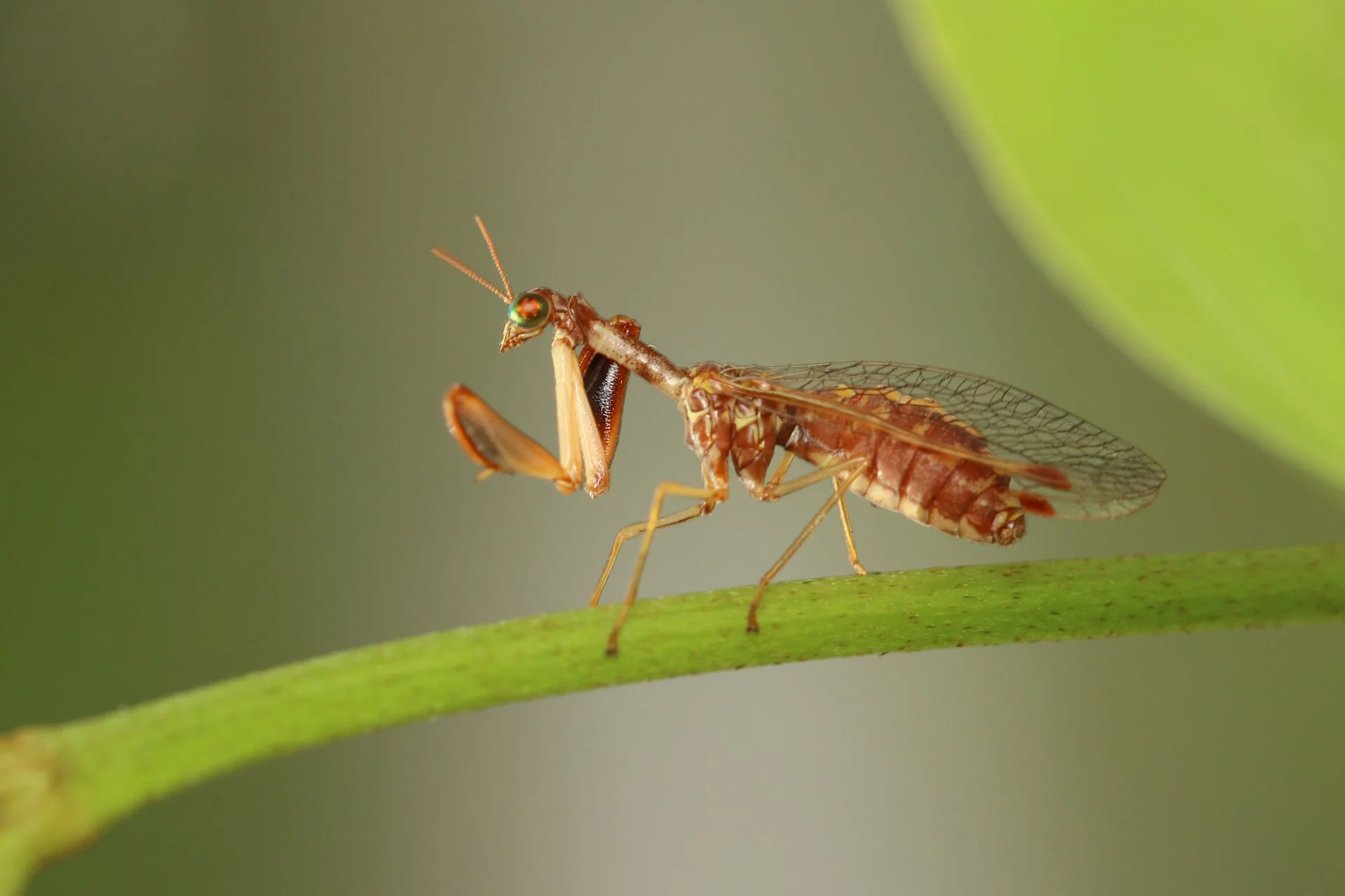Mantispa styriaca
