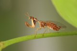 Mantispa styriaca