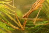 Ranatra linearis